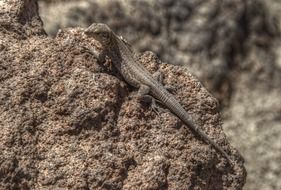 lizard on dark stone