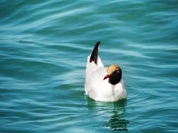 seagull is floating on the waves