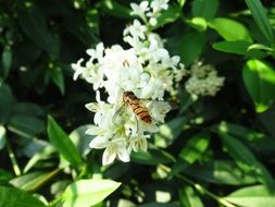 white Hoverfly Flower