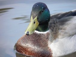 mallard drake on water, head close up