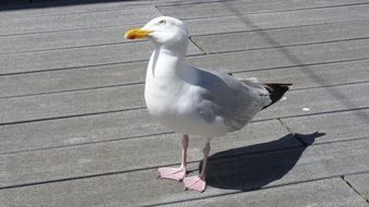 white gray gull on a wooden bridge