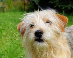 stunningly beautiful Portrait dog