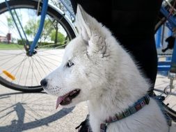 white puppy outdoors near a bicycle