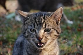angry mackerel Cat with open mouth