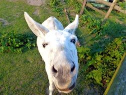 funny head of a white donkey close-up