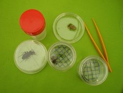 insects in experiment containers