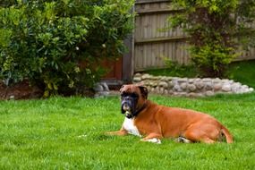 cute boxer on a green meadow