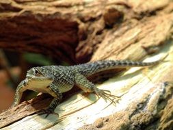 lizard on a dead tree