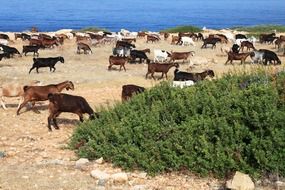 Flock of domestic goat grazing