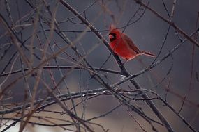 Bird red Cardinal