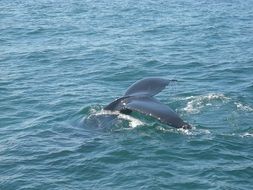 Whale Tail above blue water