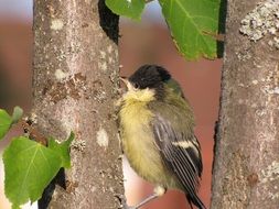 tiny bird in wildlife