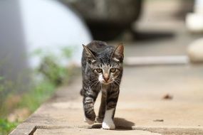 Cat Walking forward