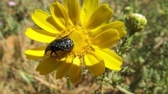 Picture of Beetle is on a flower