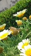 frog on chamomile field
