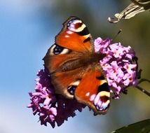 orange butterfly on a pink flower close-up on blurred background