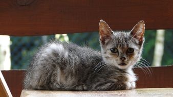kitten lies on a bench