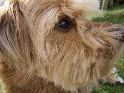 Portrait of hybrid dog
