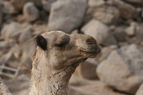 Portrait of the cute camel in the wildlife