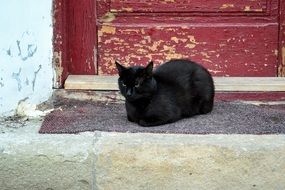 closeup photo of black cat sitting on the doorstep