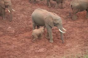 large family of elephants in nature in kenya