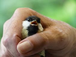 chick in man's hand