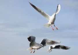 seagulls in free flight