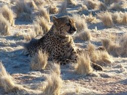 beautiful and cute Cheetah in Namibia