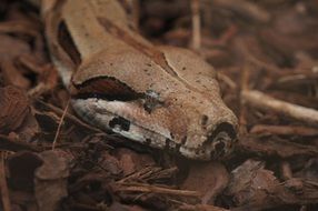 Snake on the ground