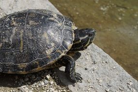 water turtle basking in the sun