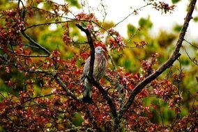 a pigeon sits on a tree in the spring rain