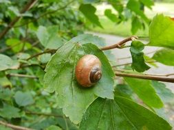 large Roman snail