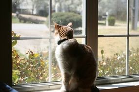 Cat near window
