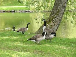 Birds by Tree