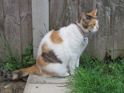 tortoiseshell cat walking outdoor