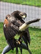 young hawk in Captivity