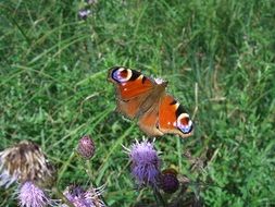 flying peacock butterfly