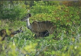 charming Mammal Antelope