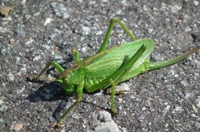 Locusts Green on gray close-up