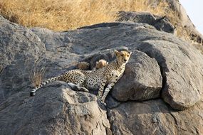 wild Cheetah on a stone in Africa