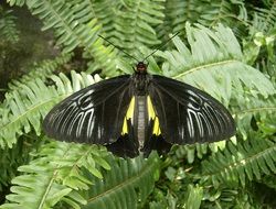 Troides rhadamantus, tropical butterfly on fern leaves