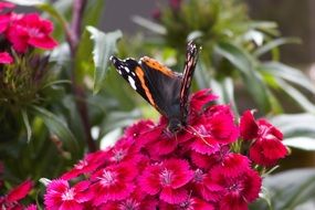 Black ,orange and white Butterfly