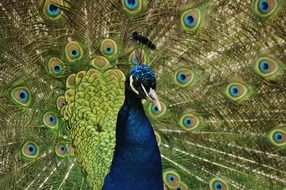 colorful peacock with open tail feathers