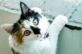 portrait of a nosy domestic cat
