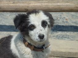 domestic dog in Nepal