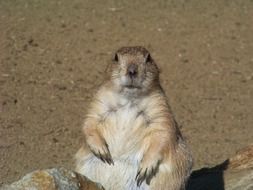 charming Rodent Marmot