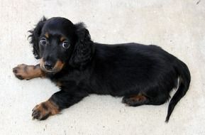 Long Hair Dachshund Puppy