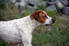 hunting dog on green grass