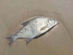 Fish Dead