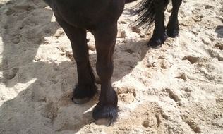 Horse's footprints on a sand